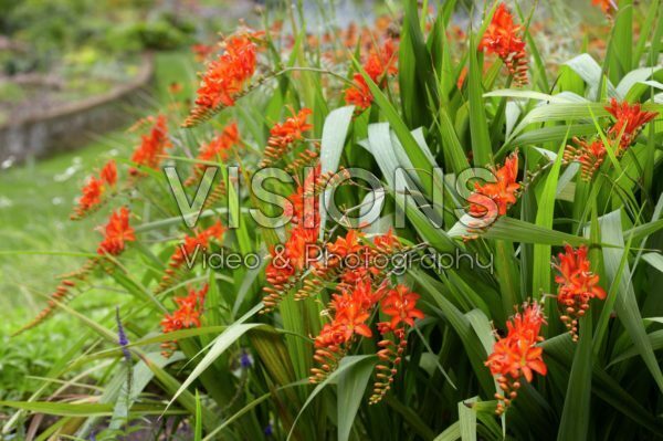 Crocosmia masoniorum Firebird Crocosmia masoniorum Firebird