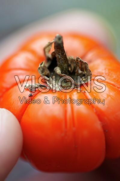 Solanum aethiopicum