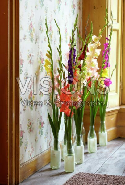 Gladiolus arrangement