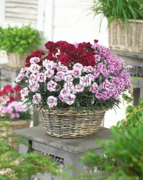 Dianthus Odessa® gemengd Dianthus Odessa® gemengd