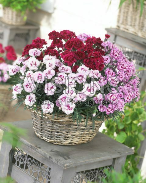 Dianthus Odessa® gemengd Dianthus Odessa® gemengd