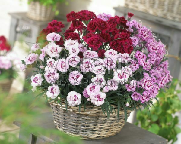 Dianthus Odessa® gemengd Dianthus Odessa® gemengd