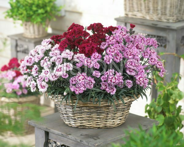 Dianthus Odessa® gemengd Dianthus Odessa® gemengd