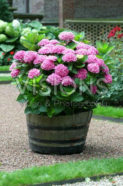 Hydrangea macrophylla Early Sensation Hydrangea macrophylla Early Sensation