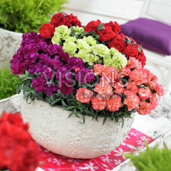 Dianthus Adorables gemengd Dianthus Adorables gemengd