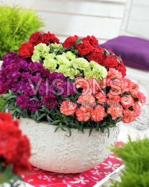 Dianthus Adorables gemengd Dianthus Adorables gemengd