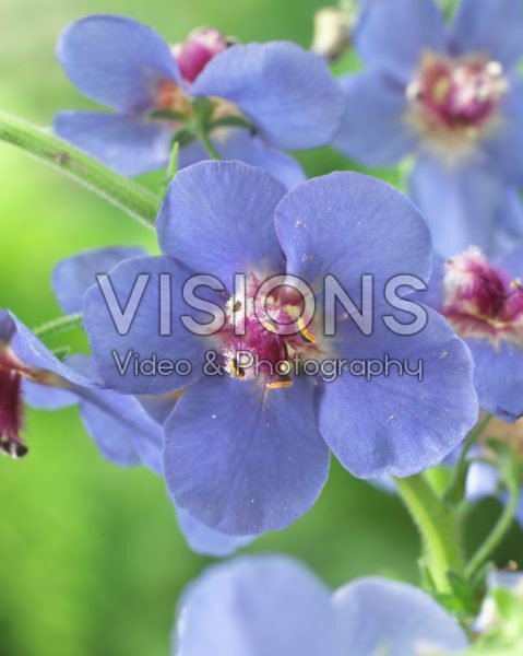 Verbascum Blue Lagoon Verbascum Blue Lagoon