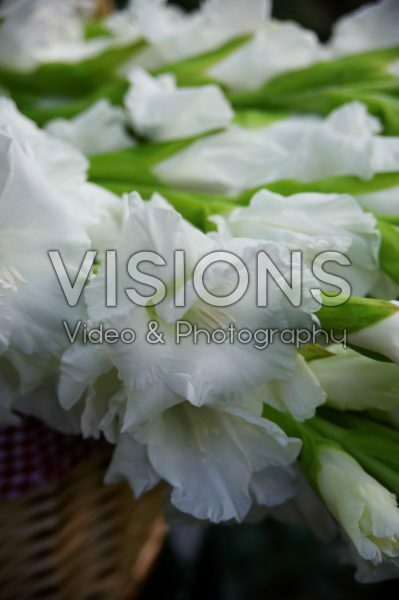 Gladiolus white