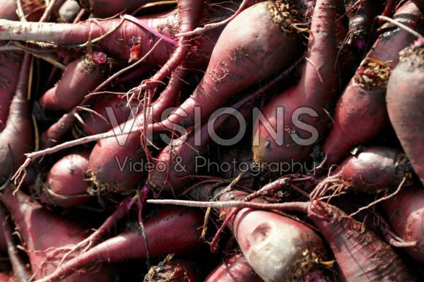 Beta vulgaris Red Crapaudine