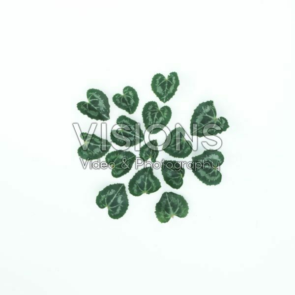 Cyclamen leaves Cyclamen leaves
