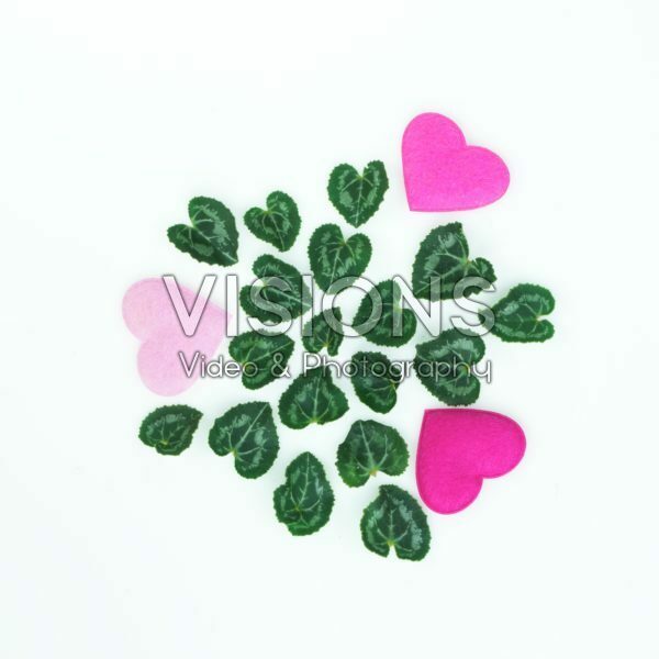 Cyclamen leaves Cyclamen leaves