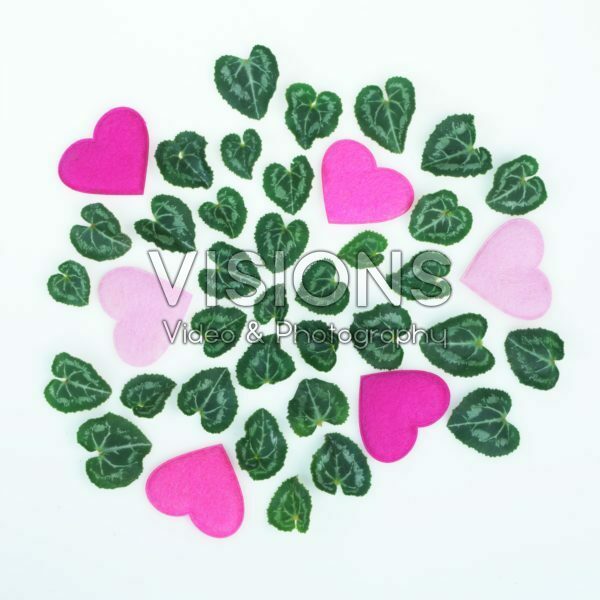 Cyclamen leaves Cyclamen leaves