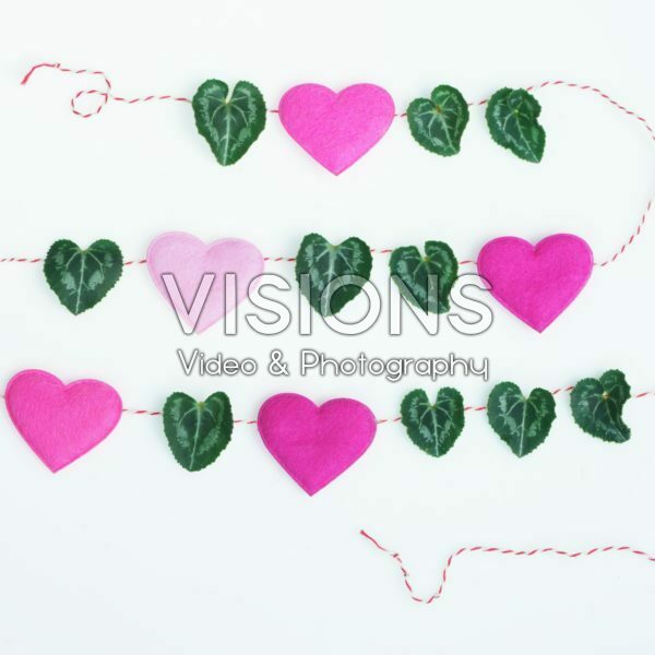 Cyclamen leaves Cyclamen leaves