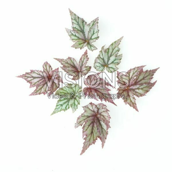 Begonia leaves Begonia leaves
