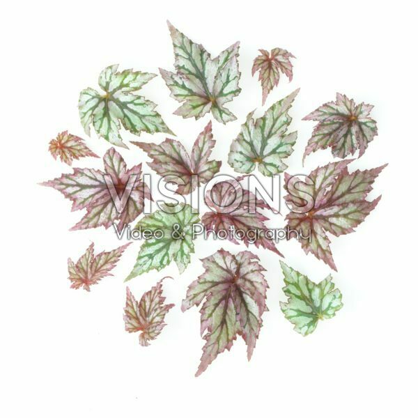 Begonia leaves Begonia leaves