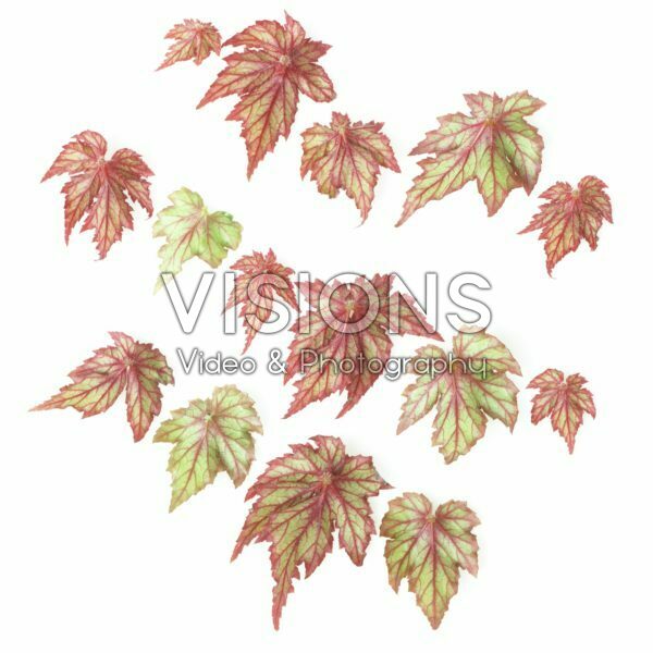 Begonia leaves Begonia leaves