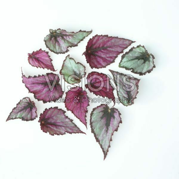 Begonia leaves Begonia leaves