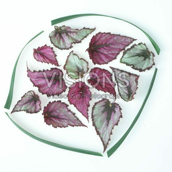 Begonia leaves Begonia leaves