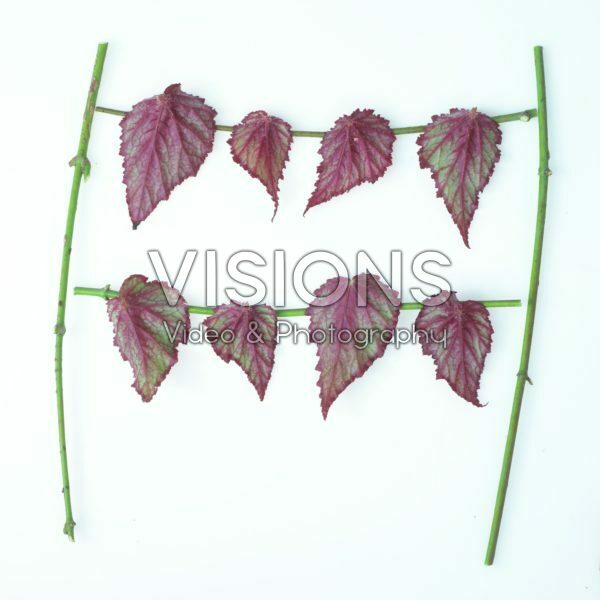 Begonia leaves Begonia leaves