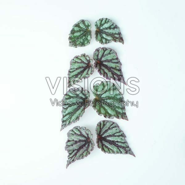 Begonia leaves Begonia leaves