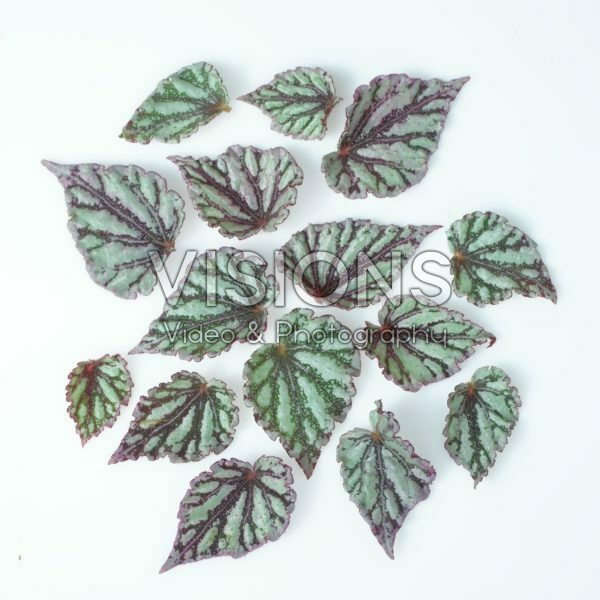 Begonia leaves Begonia leaves