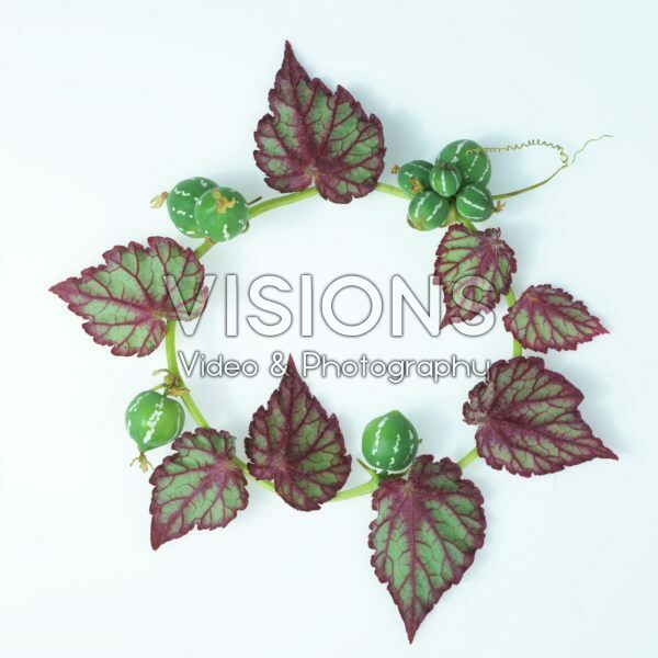 Begonia leaves Begonia leaves
