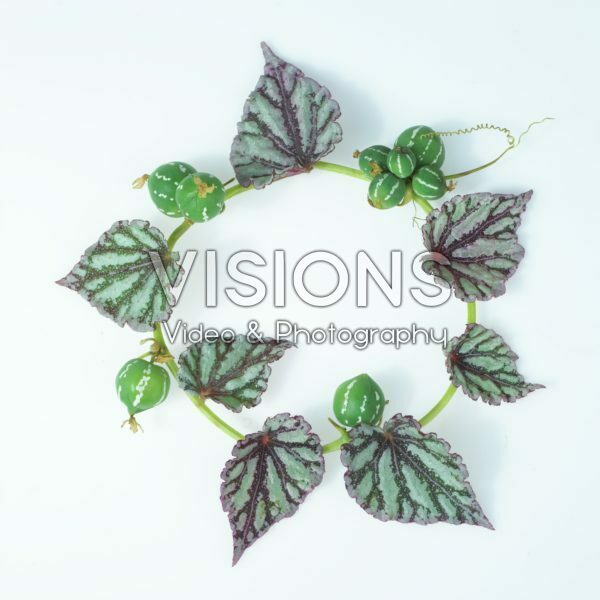 Begonia leaves Begonia leaves