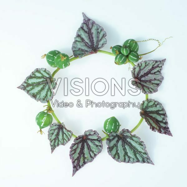 Begonia leaves Begonia leaves