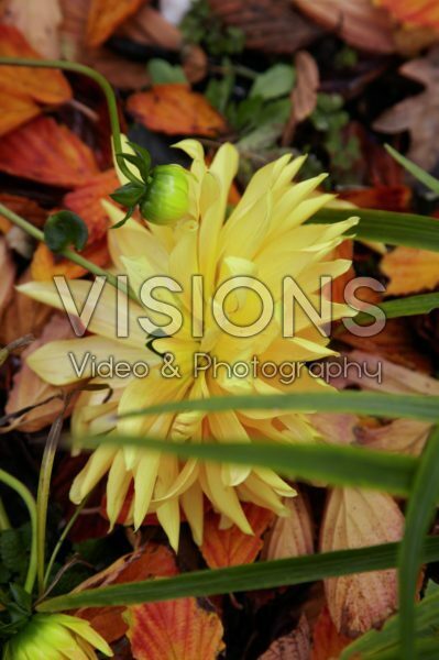 Yellow dahlia Yellow dahlia