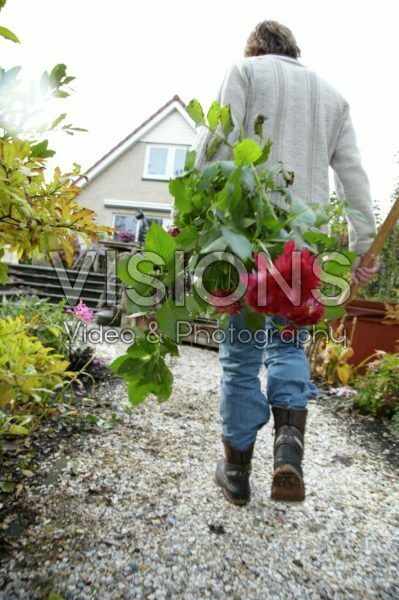 Gardener with cut dahlias