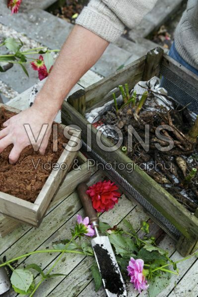 Covering dahlia tubers with peat