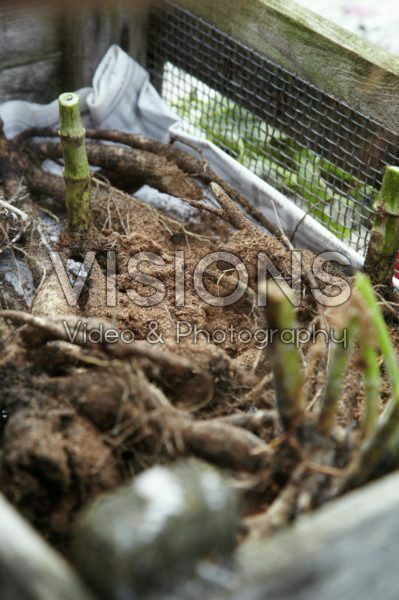 Dahlia tubers covered with peat