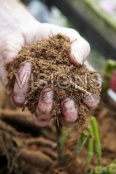 Dahlia knollen met turf afdekken Dahlia knollen met turf afdekken