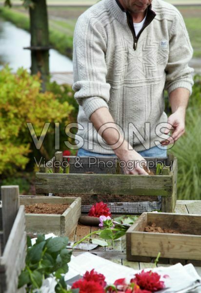 Covering dahlia tubers with peat