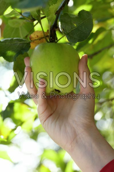 Woman harvesting  apples from apple tree
