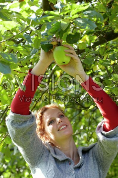 Woman harvesting  apples from apple tree