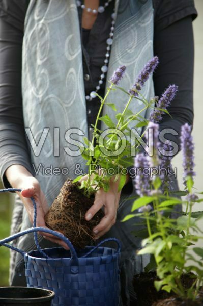 Woman planting Agastache Blue Fortune