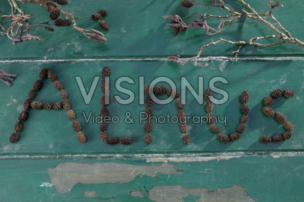 Alder cones