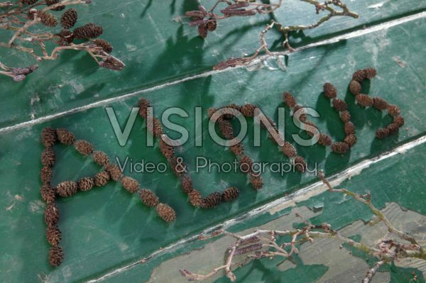 Alder cones