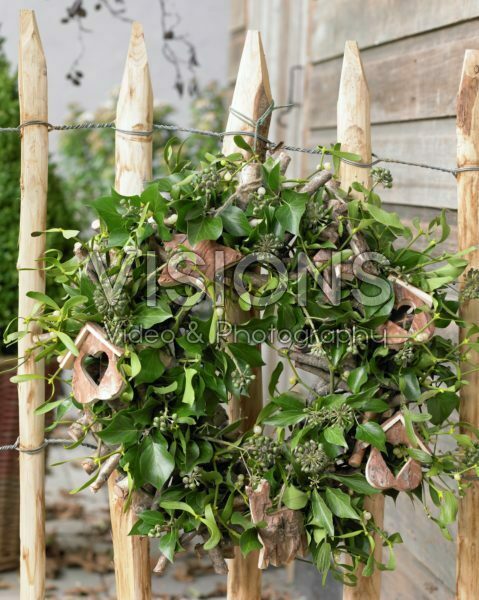 Wreath of Hedera helix Wreath of Hedera helix