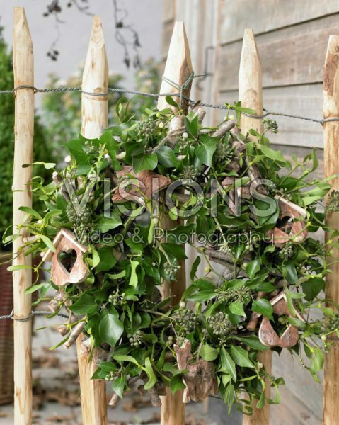 Wreath of Hedera helix