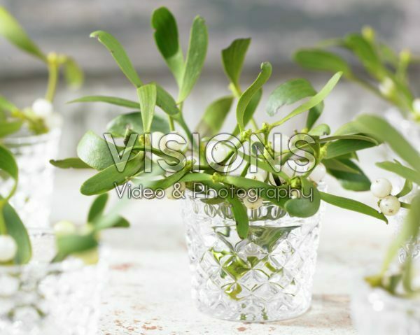 Mistletoe Mistletoe