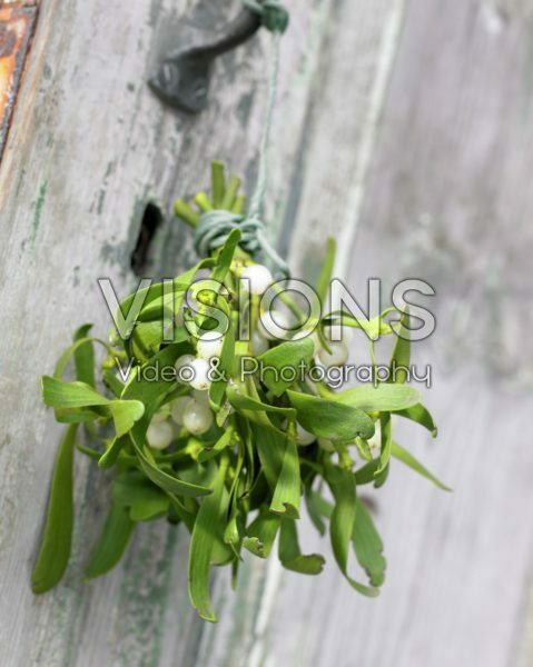 Mistletoe Mistletoe