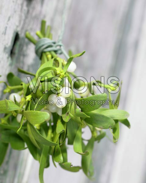 Mistletoe Mistletoe