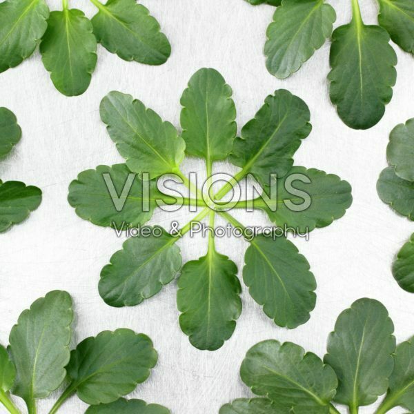 Violet leaves Violet leaves
