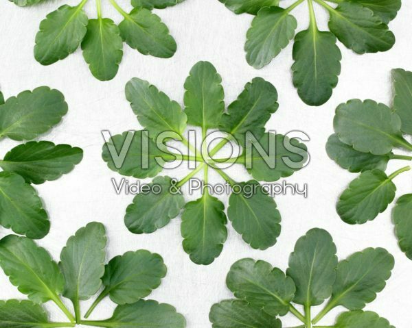 Violet leaves Violet leaves