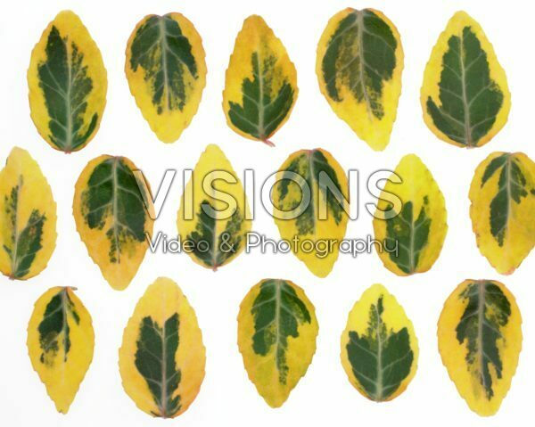 Euonymus leaves Euonymus leaves
