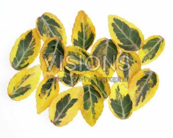 Euonymus leaves Euonymus leaves