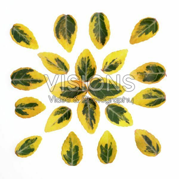 Euonymus leaves Euonymus leaves