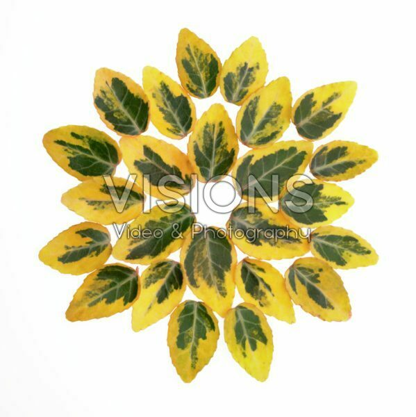 Euonymus leaves Euonymus leaves
